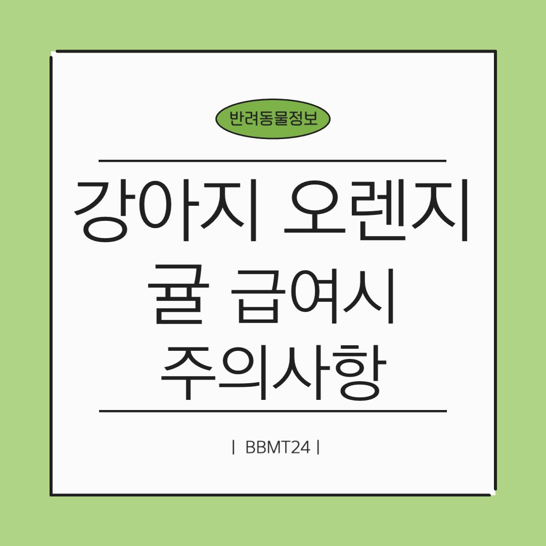 강아지-오렌지귤-썸네일